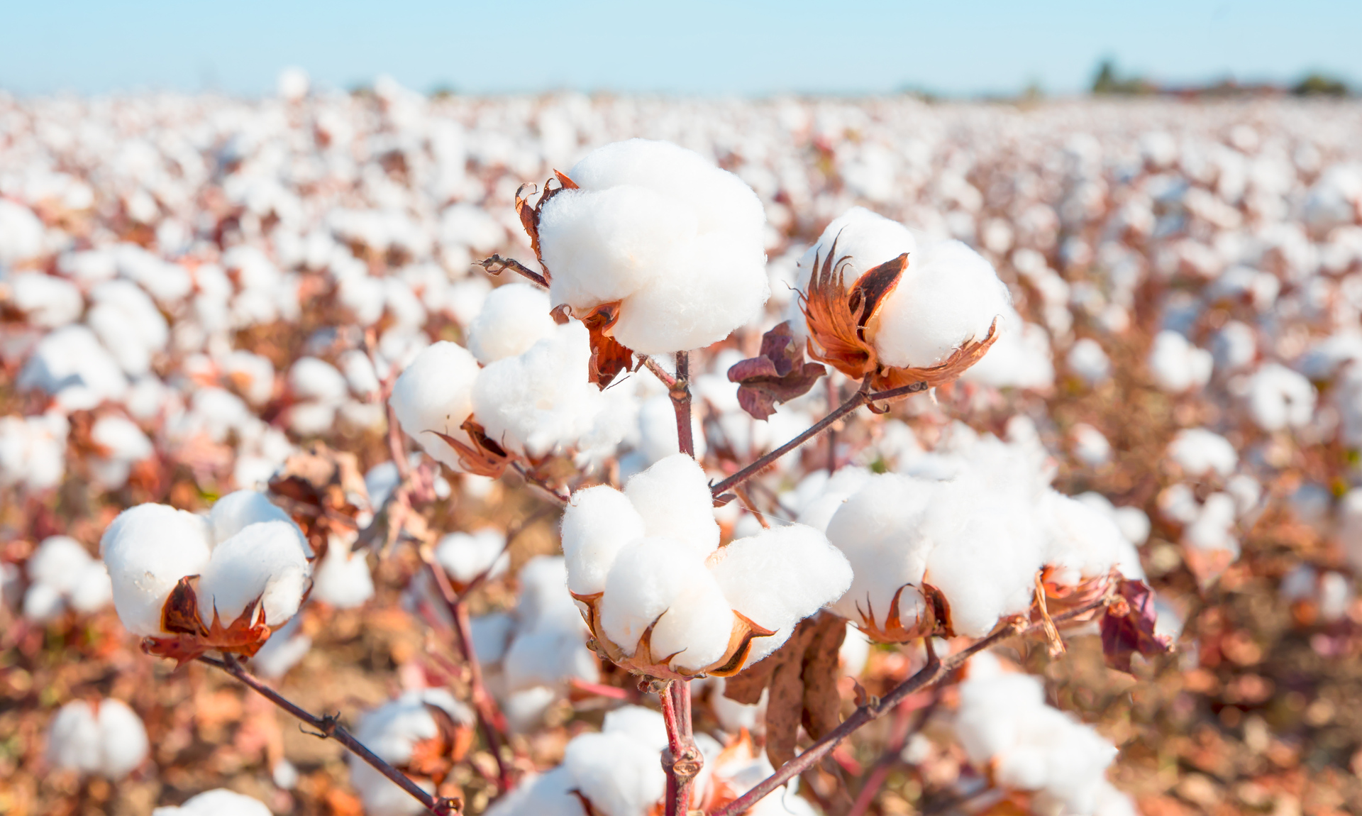 segmentazione del mercato del cotone/cotton market segmentation